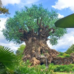 Animal Kingdom Animal Kingdom