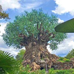 Three Of Life (Arbol de la vida) Animal Kingdom Three Of Life (Arbol de la vida) Animal Kingdom