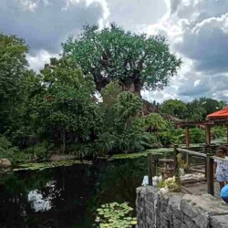 Three Of Life (Arbol de la vida) Animal Kingdom Three Of Life (Arbol de la vida) Animal Kingdom