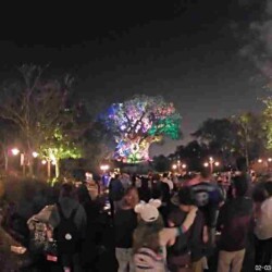 Three Of Life (Arbol de la vida) Animal Kingdom Three Of Life (Arbol de la vida) Animal Kingdom